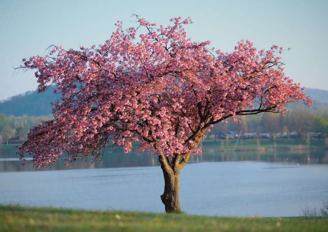 tree